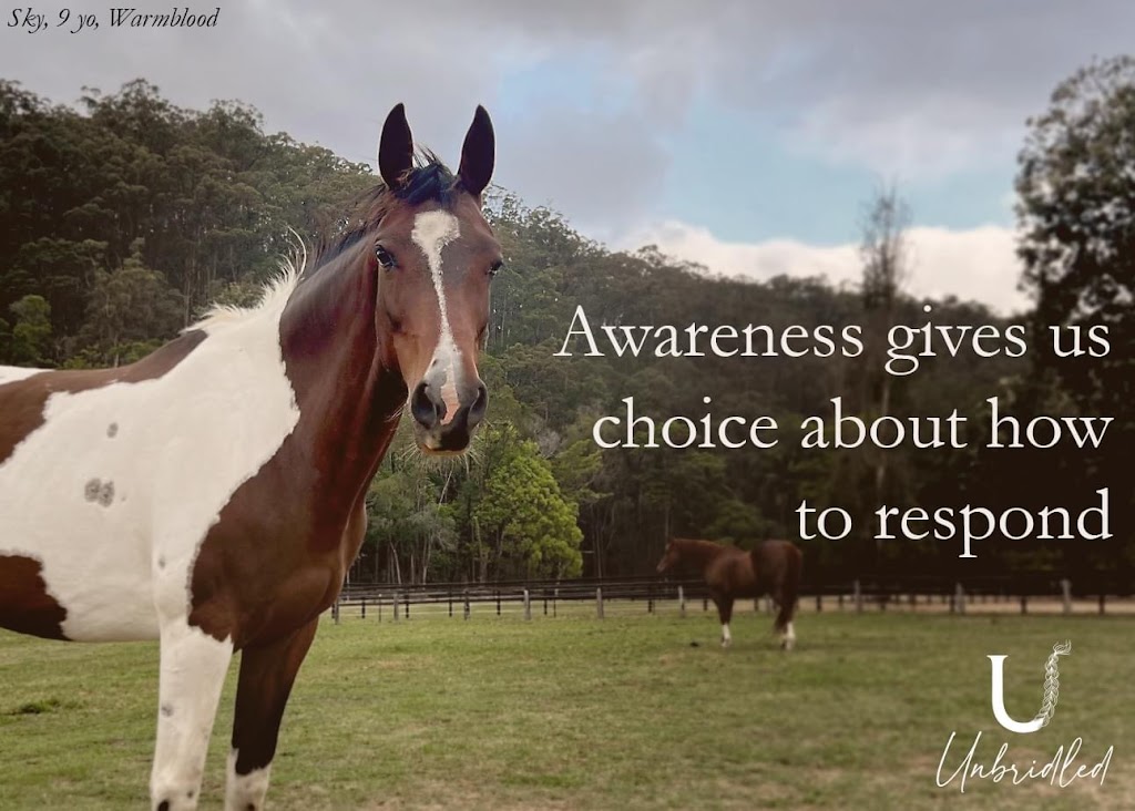 Unbridled Equine | 406 Guanaba Creek Rd, Guanaba QLD 4210, Australia | Phone: 0424 183 161