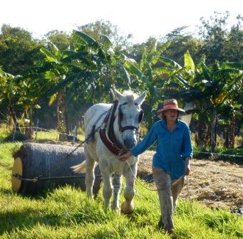 Hill Top Farm Cabins and Camping | 2120 Endeavour Valley Rd, Cooktown QLD 4895, Australia | Phone: (07) 4069 5058