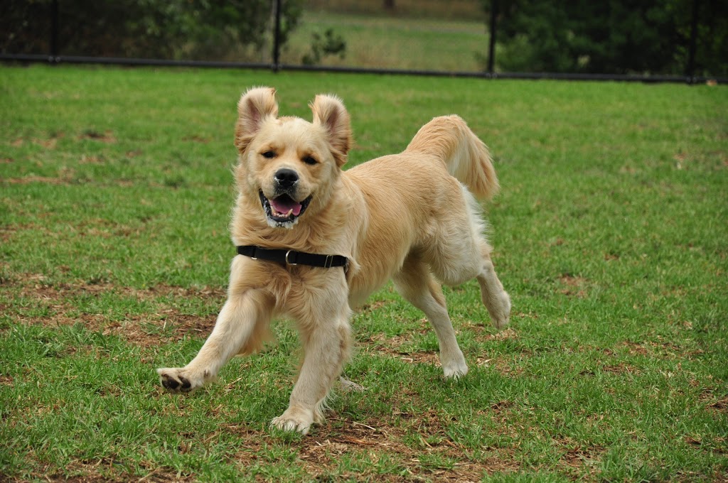 Whittlesea Dog Park | park | Whittlesea VIC 3757, Australia | 0392172170 OR +61 3 9217 2170