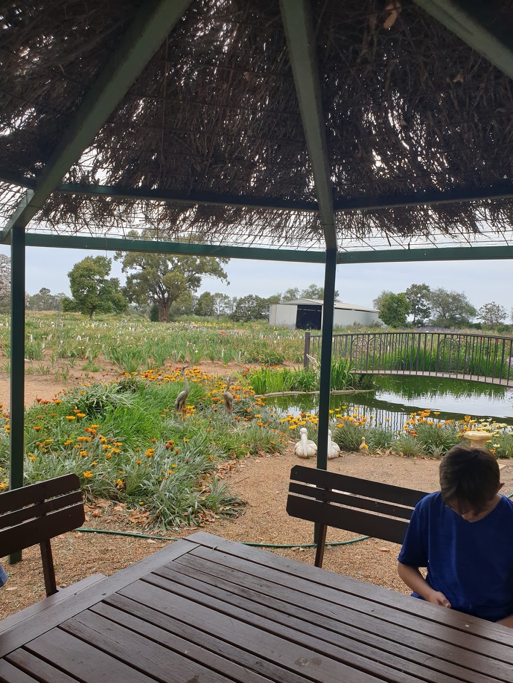 Narromine Iris Farm | Villa Nova, 471 Tomingley Rd, Narromine NSW 2821, Australia | Phone: (02) 6889 1885