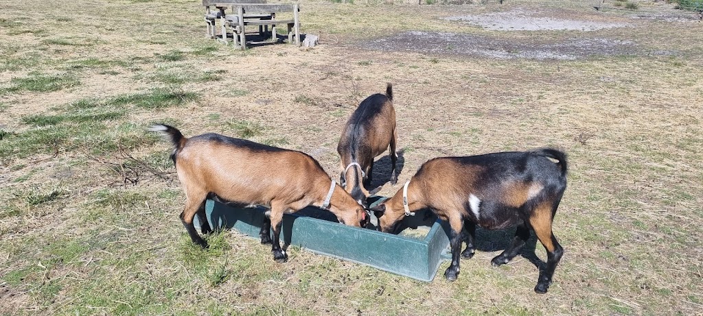 Tasman Feed & Forage | 479 Nubeena Back Rd, Koonya TAS 7187, Australia | Phone: 0490 951 692