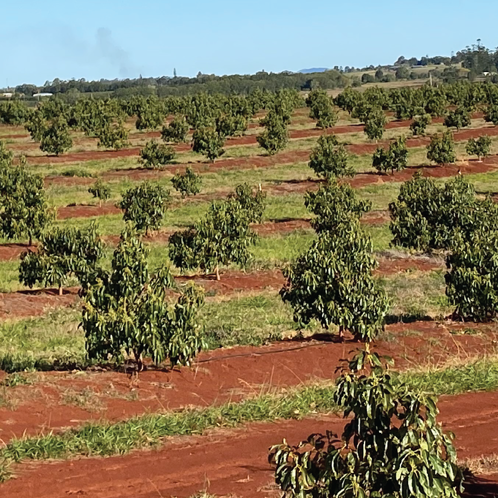 Dorrian Family Farms |  | 15 Orchard Rd, North Isis QLD 4660, Australia | 0741266170 OR +61 7 4126 6170