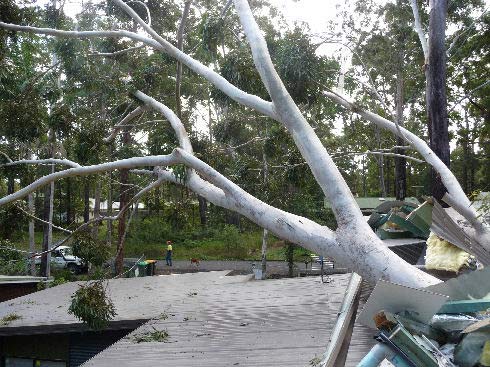 John Henry Tree Services | 15 Kookie Ave, Pacific Palms NSW 2428, Australia | Phone: 0428 960 259