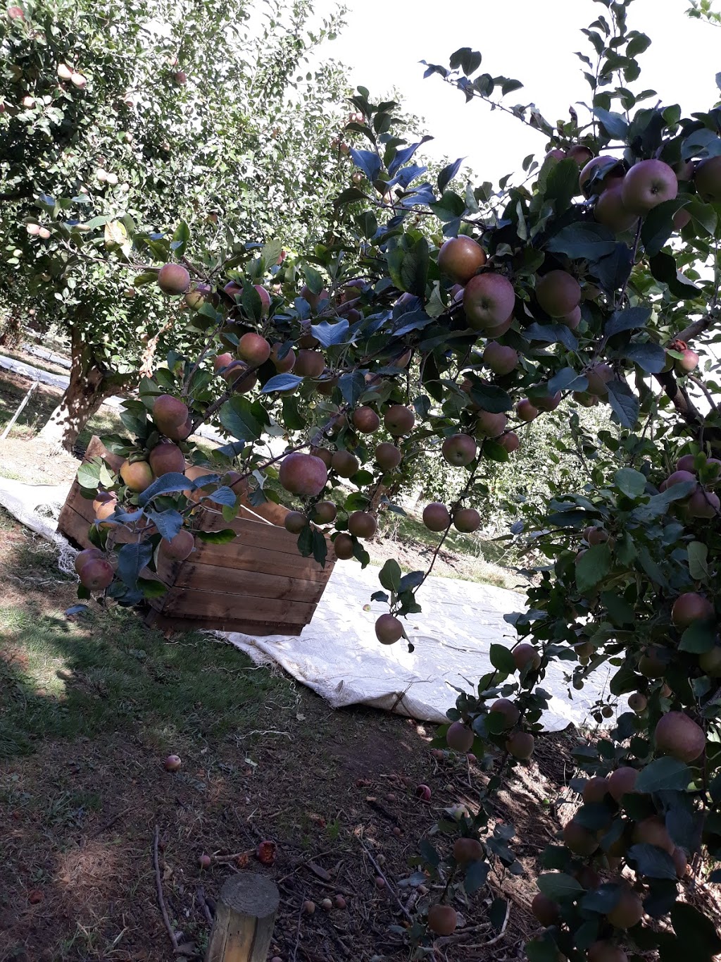 Fankhauser Apples | 515 Old Drouin Rd, Drouin VIC 3818, Australia | Phone: (03) 5625 2596