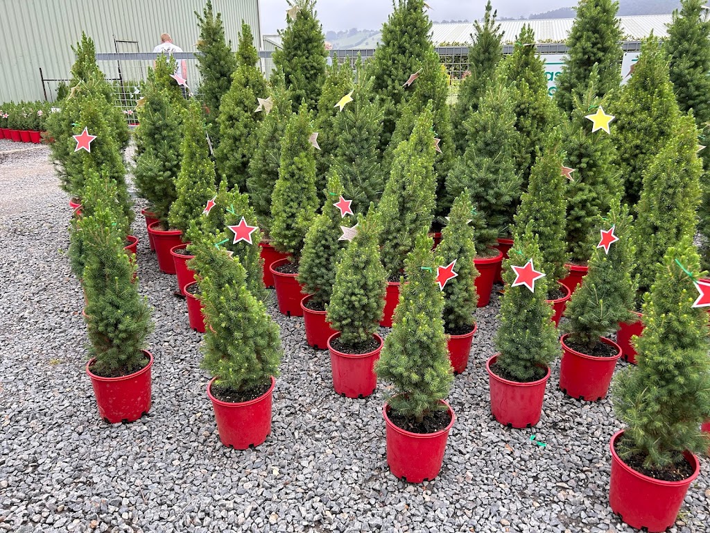 Garden queen plants sales | 14 Queensberry Ct, Hillside VIC 3037, Australia | Phone: 0470 622 773