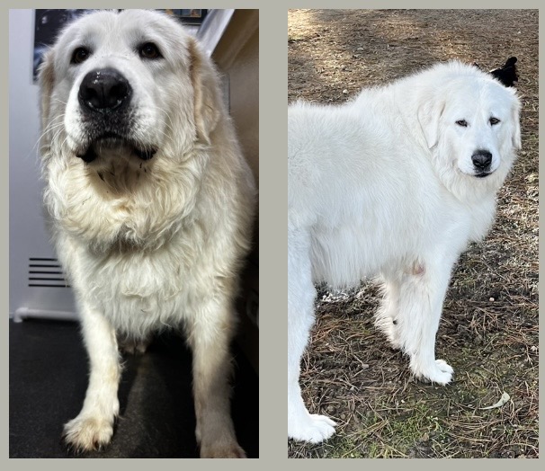 Barkbus | Watery Gully Rd, Kangaroo Ground VIC 3097, Australia | Phone: 0424 212 988
