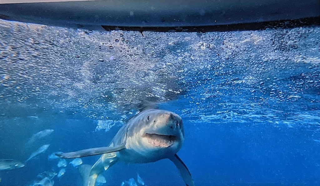 Shark Cage Diving with Calypso Star Charters | 10 S Quay Blvd, Port Lincoln SA 5606, Australia | Phone: (08) 8682 3939