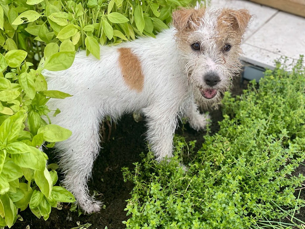 Jackford Jack Russell Terriers | Wheelbarrow Ridge Rd, Lower Portland NSW 2756, Australia | Phone: 0405 296 536