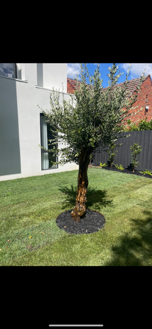 Palm Sale | Cannons Creek Rd, Cannons Creek VIC 3977, Australia | Phone: 0409 147 918