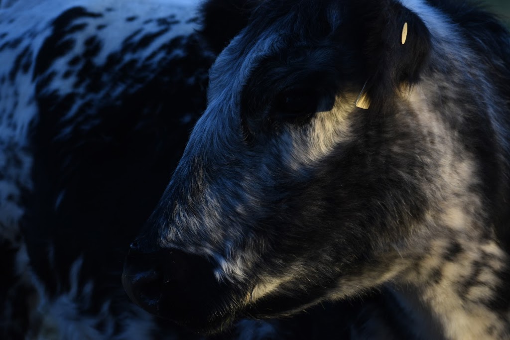 Benbullen Speckle Park Meats | Maffco La, Maffra VIC 3860, Australia | Phone: 0473 469 186