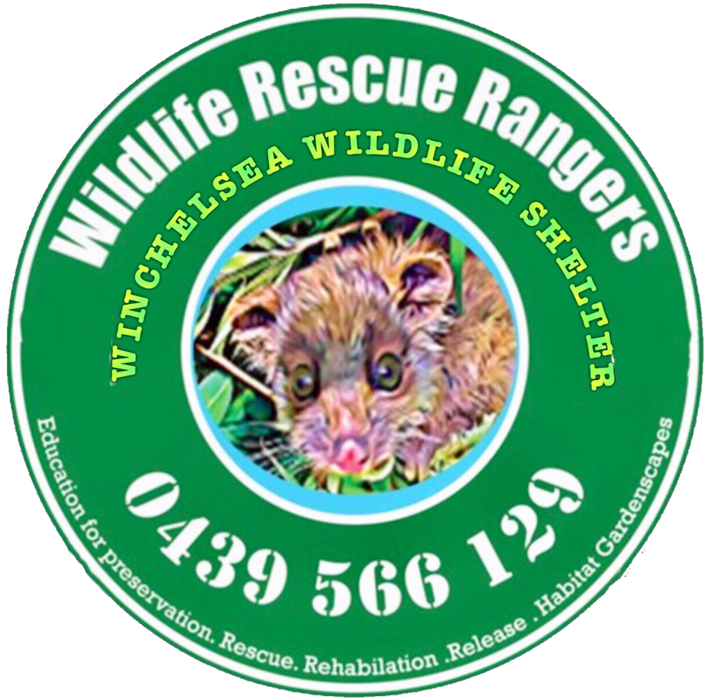 Wildlife Rescue Rangers | 55 Harding St, Winchelsea VIC 3241, Australia | Phone: 0439 566 129