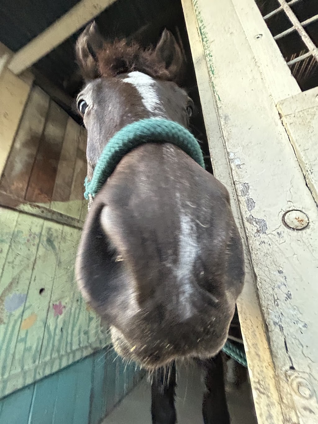 Exhibition Equestrian Centre | 461 Rosewood Laidley Rd, Lanefield QLD 4340, Australia | Phone: 0481 725 789