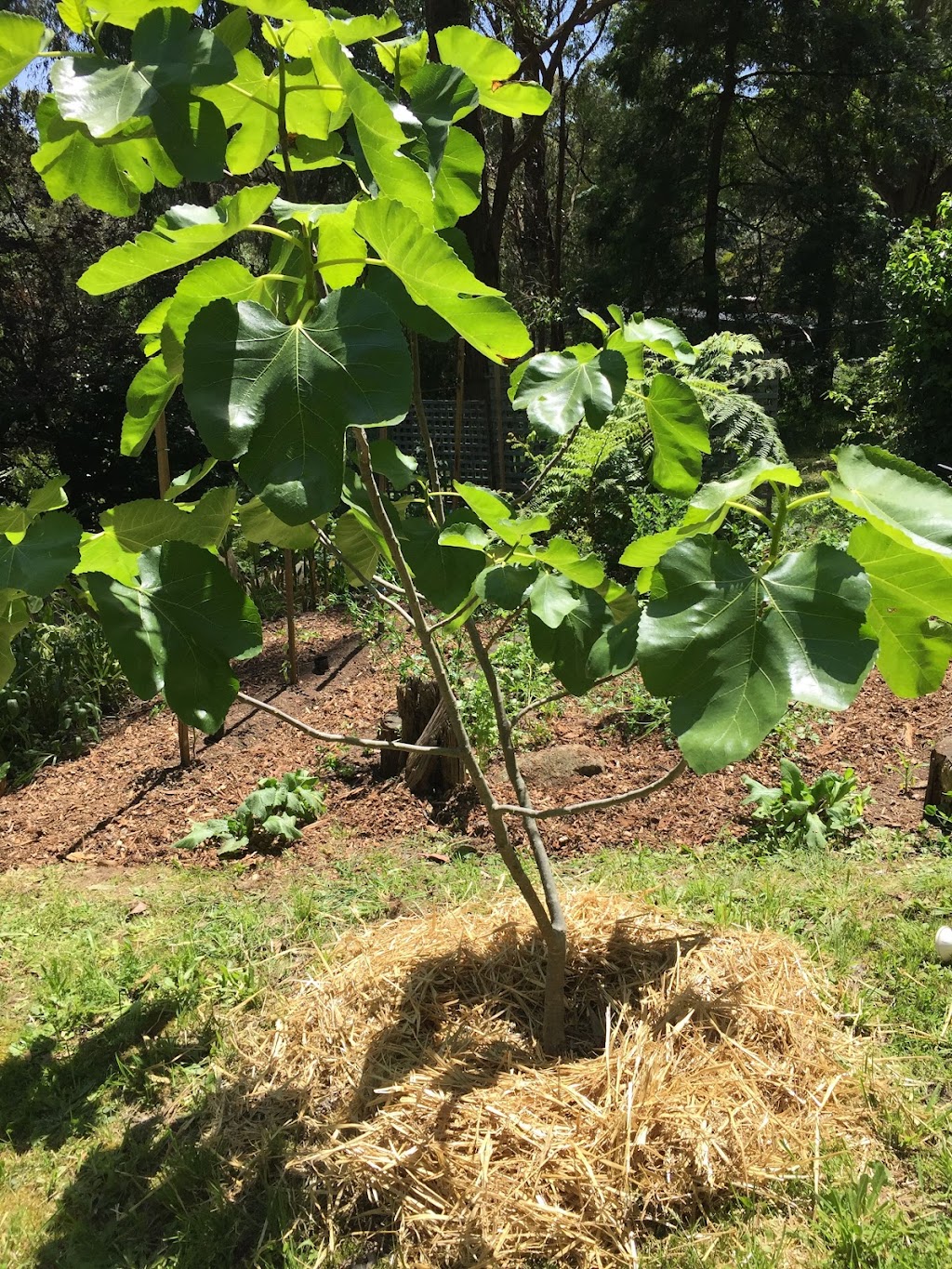 Golden Dawn Permaculture | 14a Hyde St, Fernmount NSW 2454, Australia | Phone: 0435 298 679