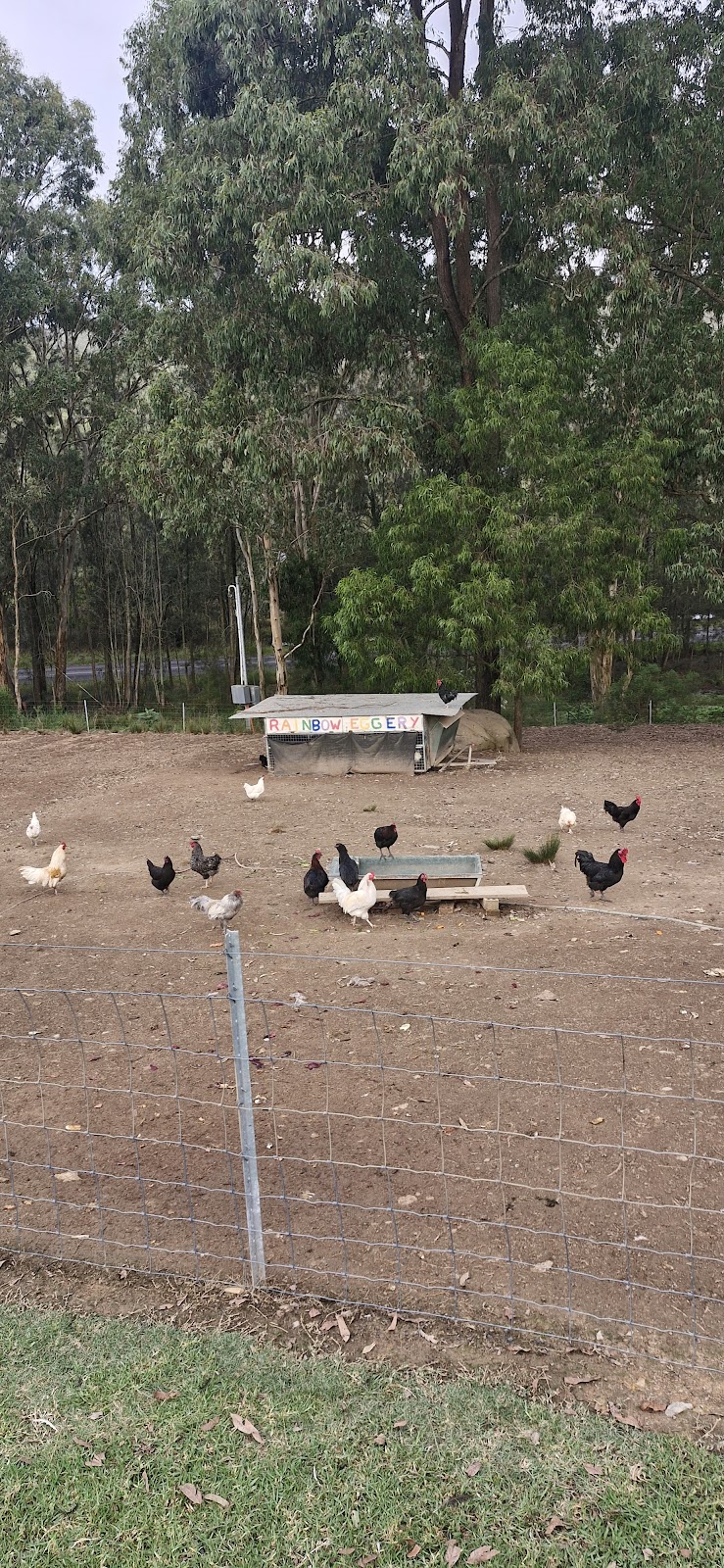 The Little Chooks Farm | 4256 Wisemans Ferry Rd, Spencer NSW 2775, Australia | Phone: 0414 200 900 The Little Chooks Farm | 4256 Wisemans Ferry Rd, Spencer NSW 2775, Australia | Phone: 0414 200 900