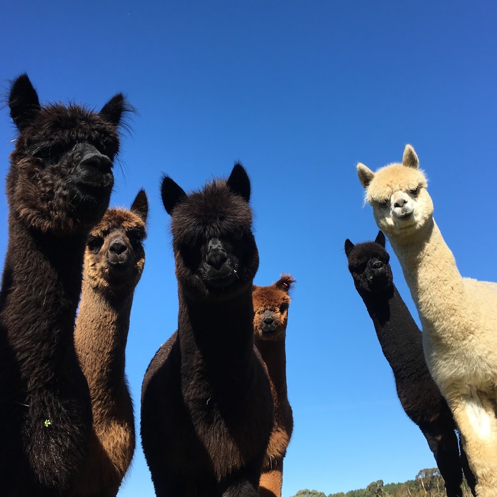 Haylilla Alpacas | food | Brunato Rd, Blewitt Springs SA 5171, Australia | 0419597998 OR +61 419 597 998