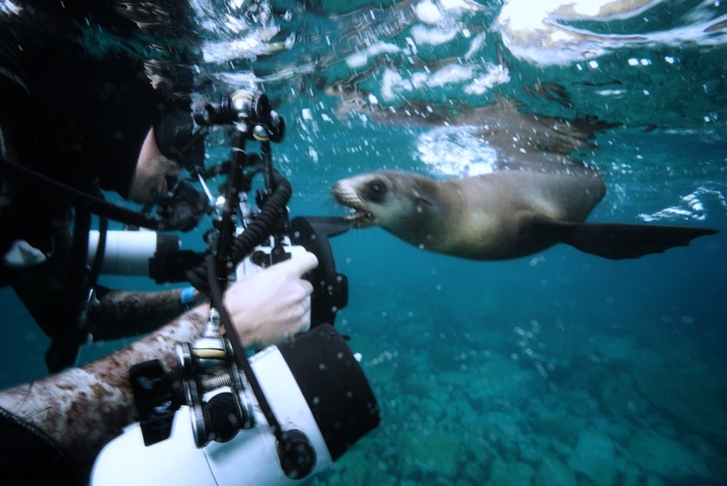 Underwater Safaris | travel agency | Narooma, North Narooma NSW 2546, Australia | 0415805479 OR +61 415 805 479