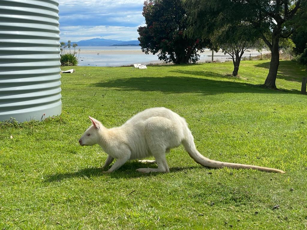 Little Belmont | 4511 Bruny Island Main Rd, Lunawanna TAS 7150, Australia | Phone: 0431 688 527