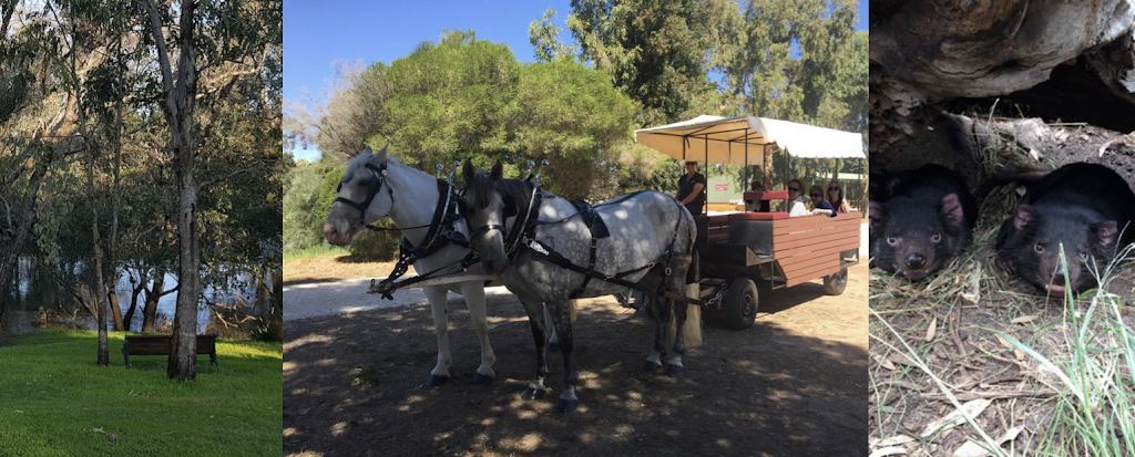 Pinjarra Horse & Wagon Tours | 400 Henry St, Pinjarra WA 6208, Australia | Phone: 0411 431 917