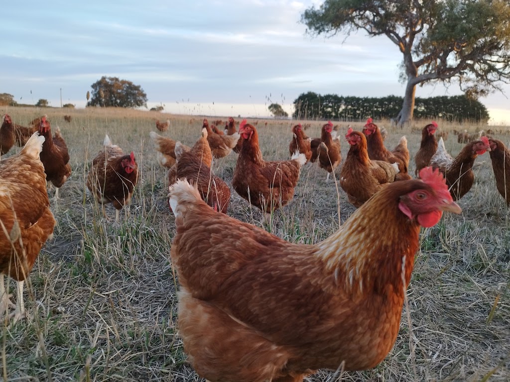Freshwater Free Range | 2150 Barrabool Rd, Mount Moriac VIC 3240, Australia | Phone: 0493 355 131