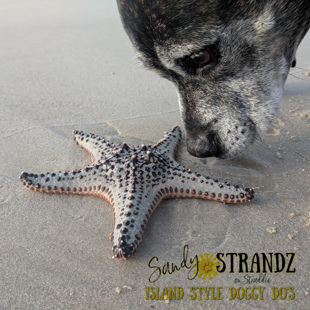 Sandy Strandz | 8 Bambara St, Point Lookout QLD 4183, Australia | Phone: 0484 284 891