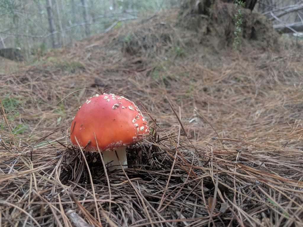 Belanglo State Forest | park | Belanglo NSW 2577, Australia