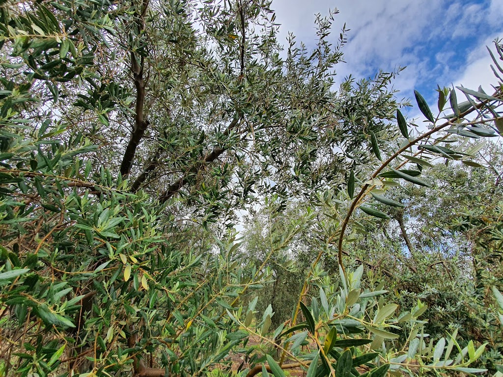 Wollundry Grove Olives | tourist attraction | 15 Mary Gilmore Rd, Brucedale NSW 2650, Australia | 0429201773 OR +61 429 201 773