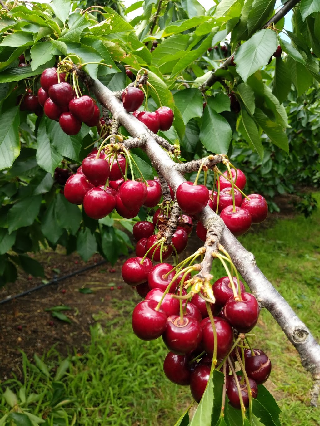 Fleurieu Cherries | store | 159 Pages Flat Rd, Pages Flat SA 5172, Australia | 0885561314 OR +61 8 8556 1314
