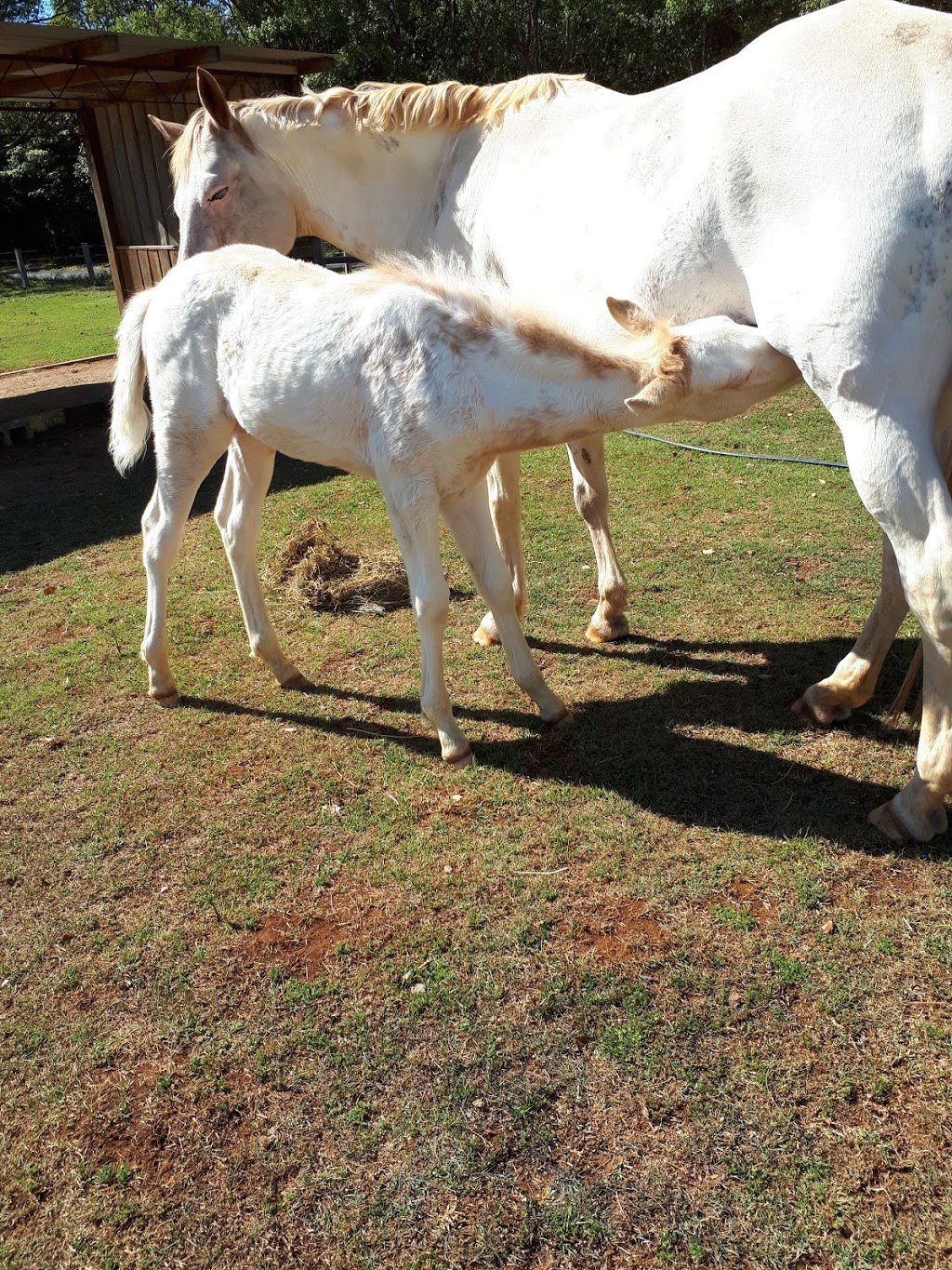 Pegasus Park Equestrian Centre | Old Mining Road, Lennox Head NSW 2478, Australia | Phone: (02) 6687 1446