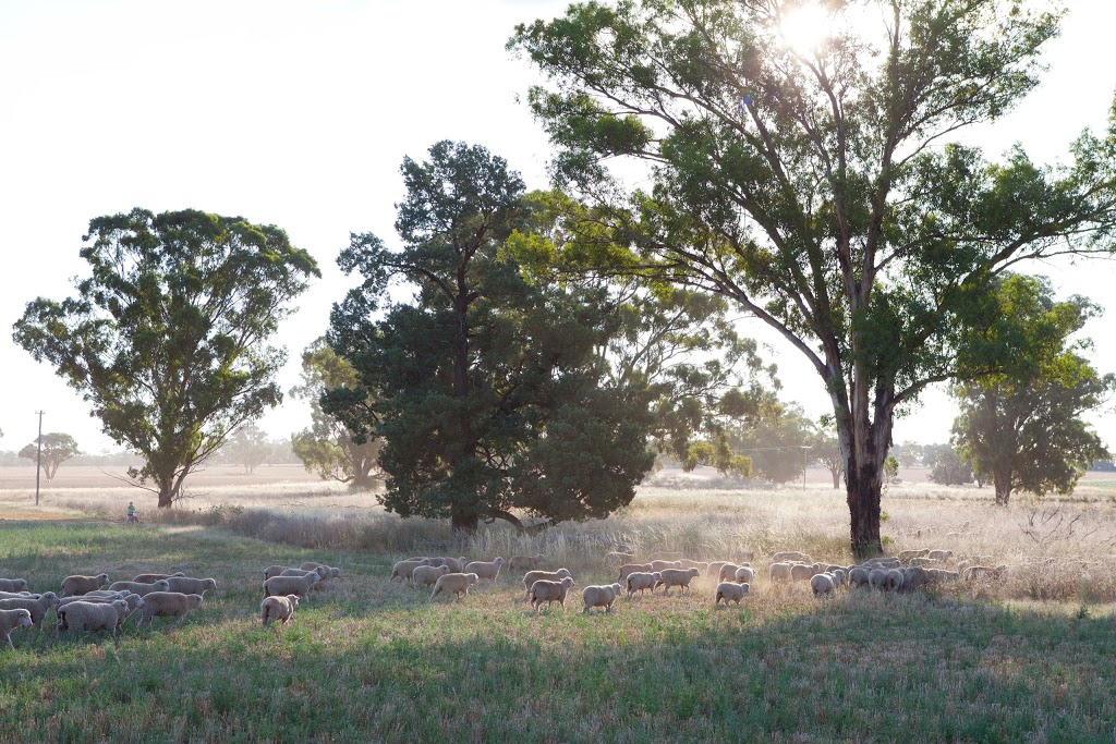 Outback Lamb | food | "Westpoint", 2124 The McGrane Way, Tullamore NSW 2874, Australia | 0427697245 OR +61 427 697 245
