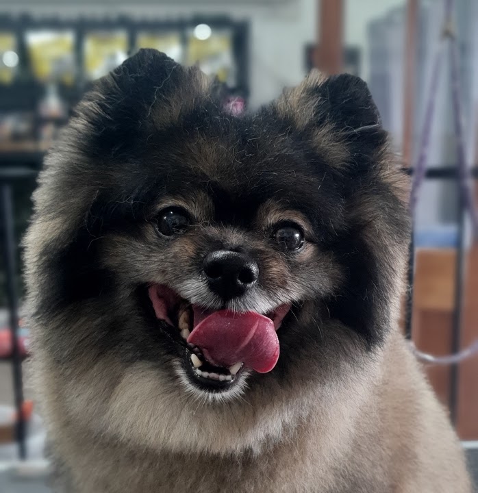 Rysup Dog Grooming | 10 Campbell St, Ellalong NSW 2325, Australia | Phone: 0425 807 519