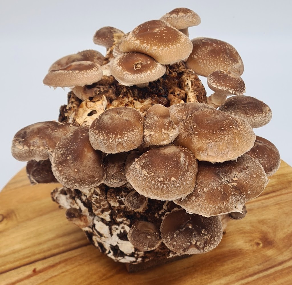 SeaChange Mushrooms | food | 96 Lower Hermitage Rd, Lower Hermitage SA 5131, Australia | 0412561165 OR +61 412 561 165