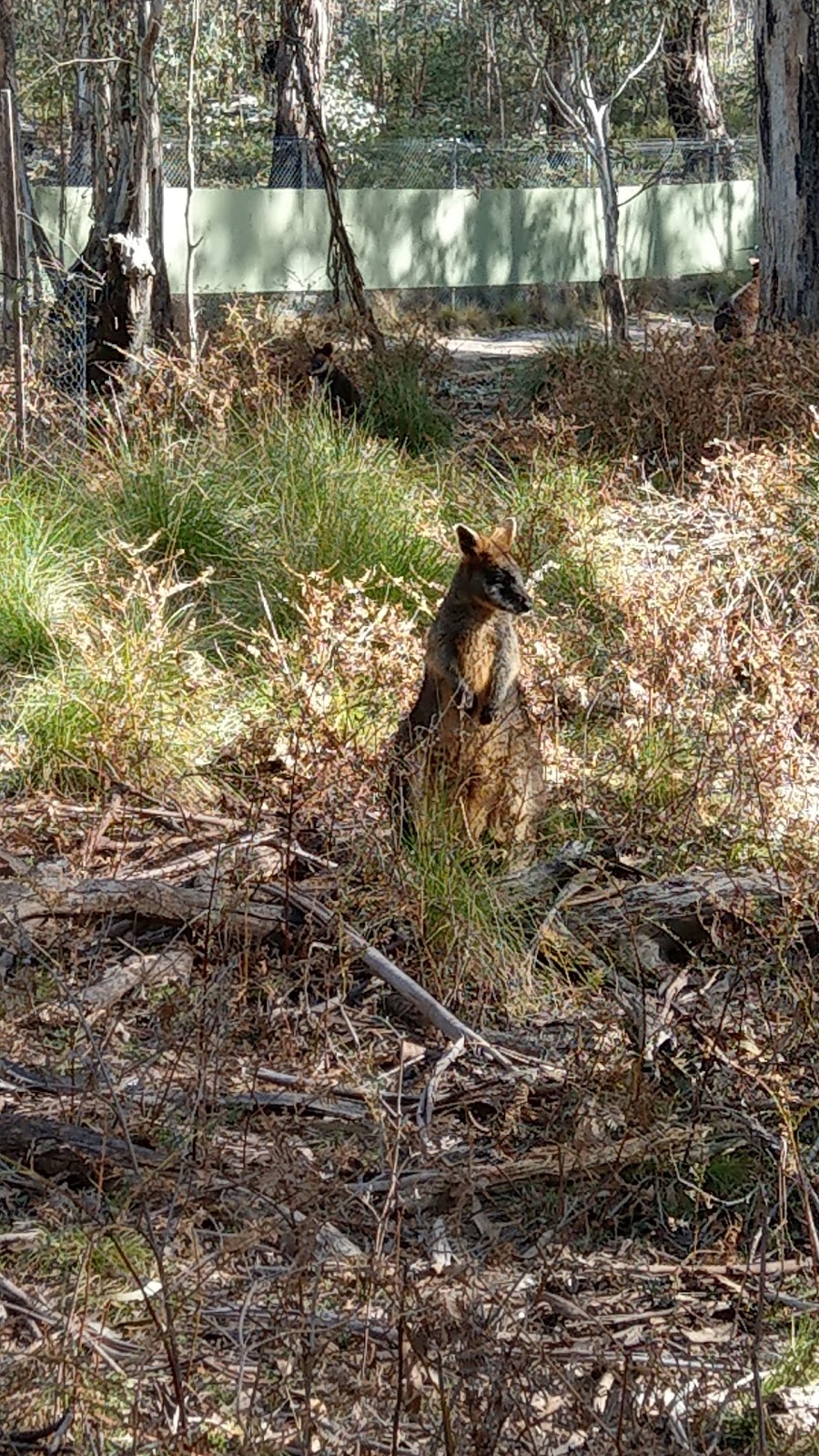 Tidbinbilla Nature Reserve | Paddy’s River Road, Paddys River ACT 2620, Australia | Phone: (02) 6205 1233