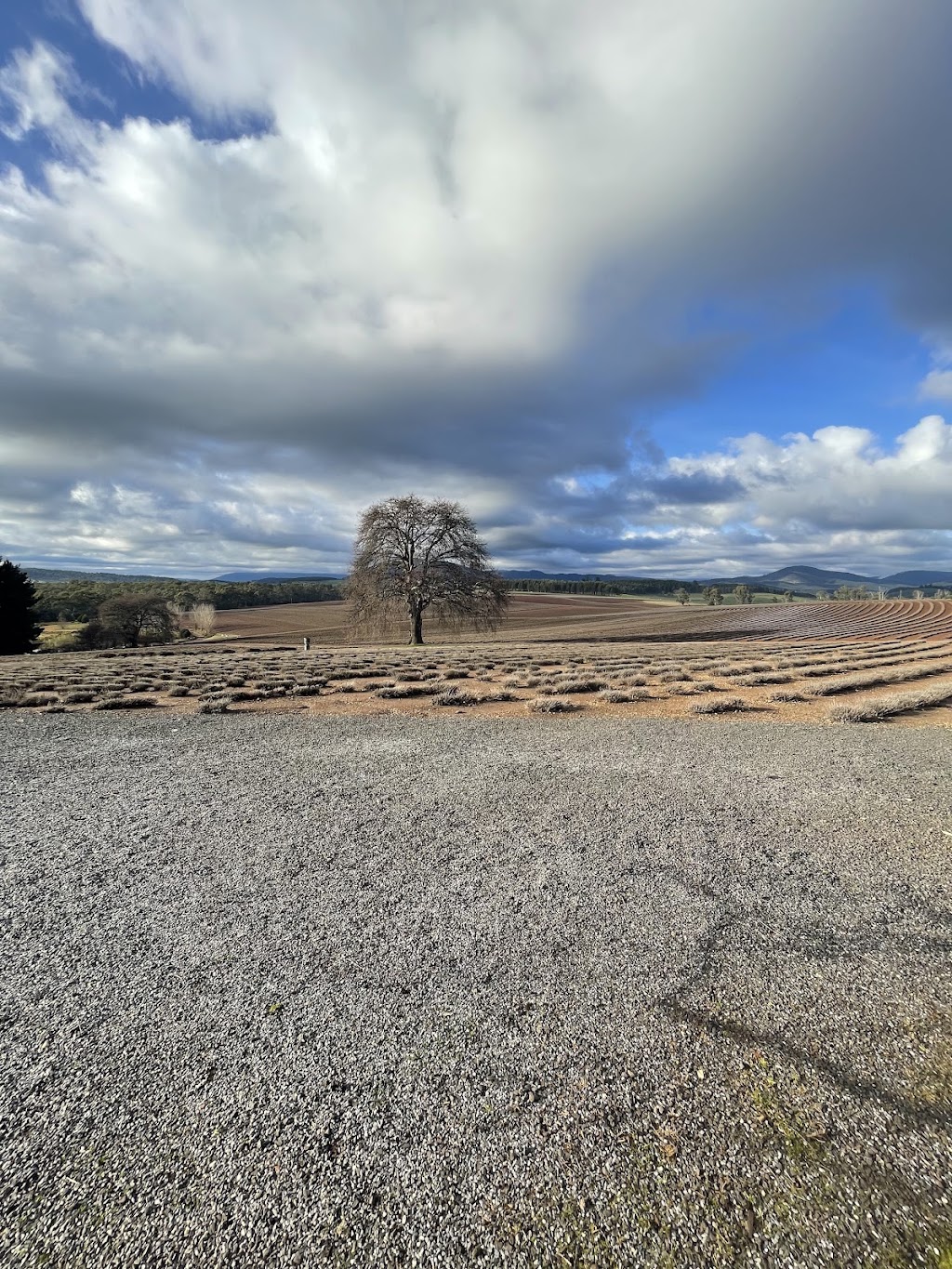 Bridestowe Lavender Farm | 296 Gillespies Rd, Nabowla TAS 7260, Australia | Phone: (03) 6352 8182