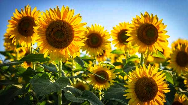 Sunshine and Sunflowers Farm Visit | tourist attraction | 56 Warumkarie Rd, Kalbar QLD 4309, Australia | 0754637549 OR +61 7 5463 7549