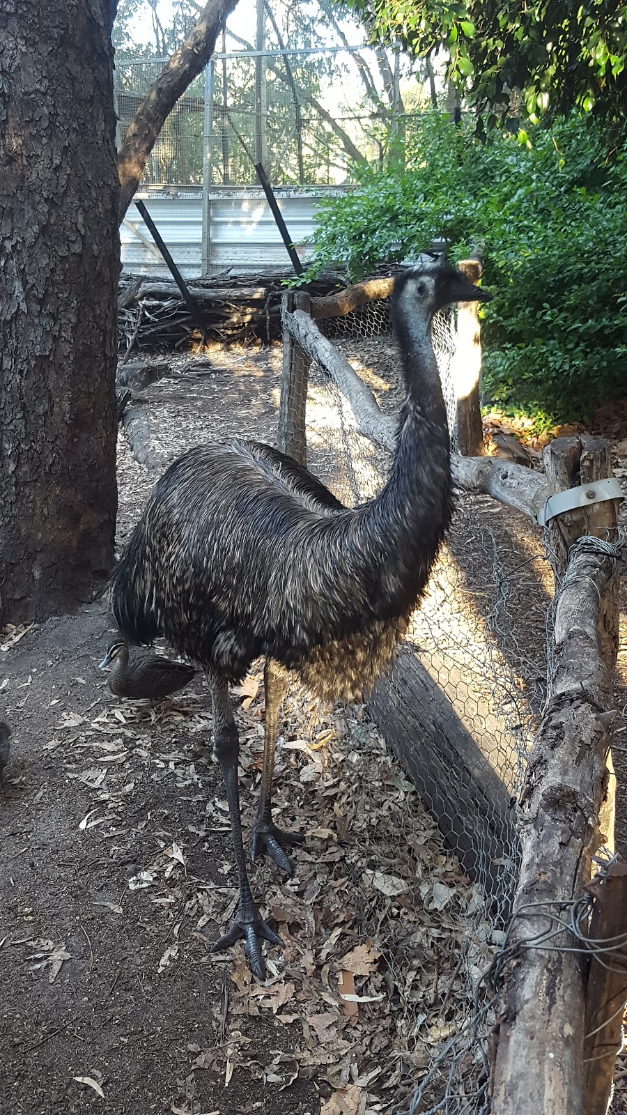 Peel Zoo | zoo | Sanctuary Drive, Pinjarra WA 6208, Australia | 0895314322 OR +61 8 9531 4322