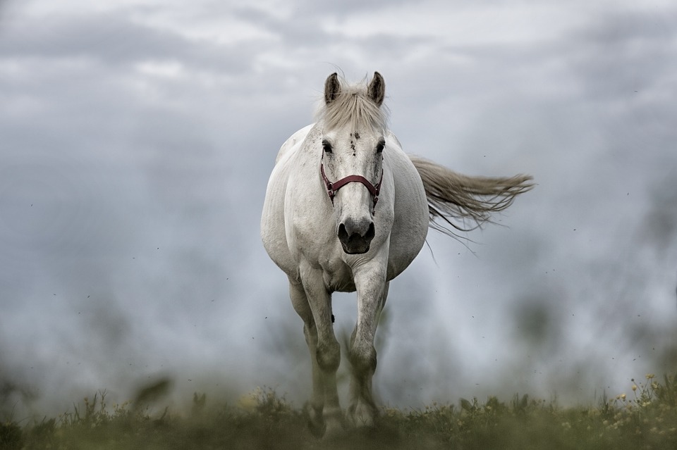 Horses for Healing | 663 Sussex Inlet Rd, Sussex Inlet NSW 2540, Australia | Phone: 0408 209 628