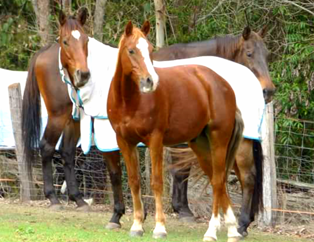 RIDEZ Equestrian | 554 Beenleigh Redland Bay Rd, Carbrook QLD 4130, Australia | Phone: 0449 601 899