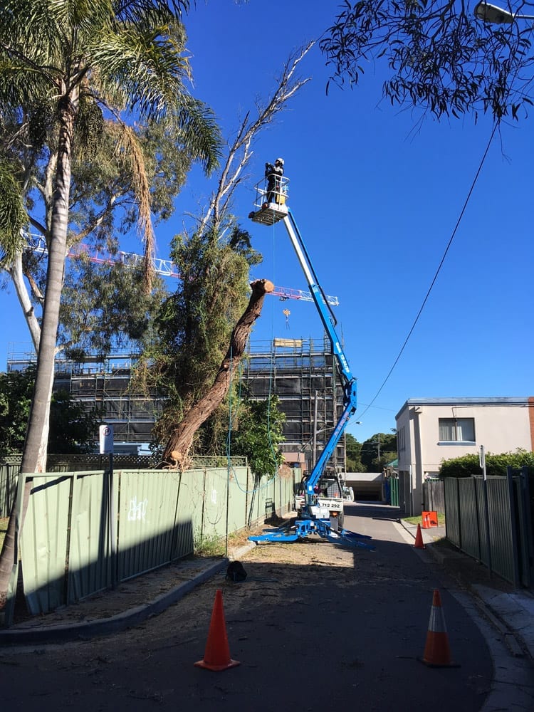 Tip Top Tree Services |  | 7/17 Cemetery Rd, Helensburgh NSW 2508, Australia | 0431184095 OR +61 431 184 095