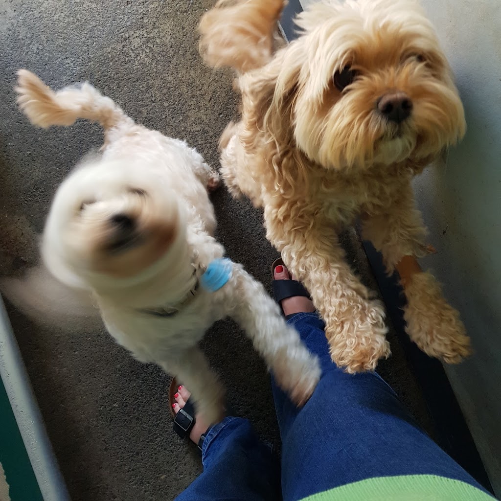 Doggos on Shelomith | 97 Shelomith Dr, Acton Park TAS 7170, Australia | Phone: 0439 984 260