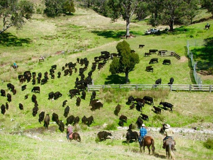 Leconfield Jackaroo & Jillaroo School | school | 1489 Echo Hills Rd, Mulla Creek NSW 2352, Australia | 0267694230 OR +61 2 6769 4230