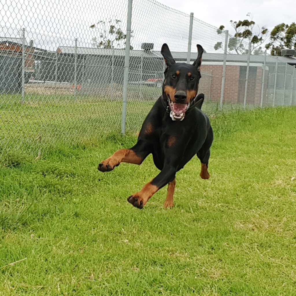 Green Meadows Pet Resort | 1525 North Rd, Devon Meadows VIC 3977, Australia | Phone: 0439 622 703