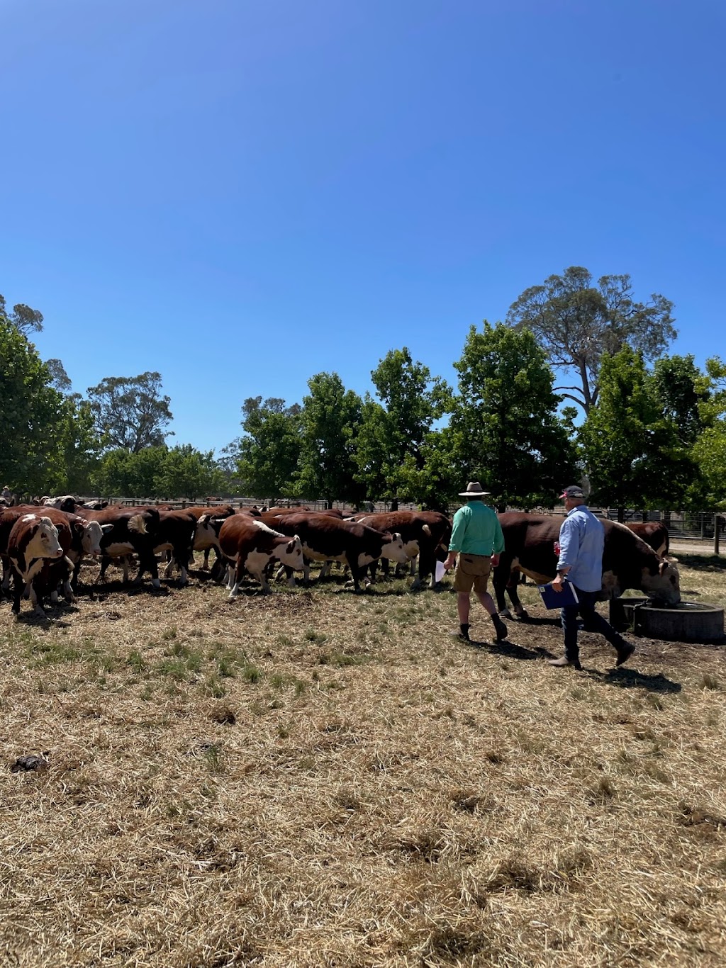 Wanrua Poll Herefords | 169 Websters Rd, Newry VIC 3859, Australia | Phone: 0408 451 392