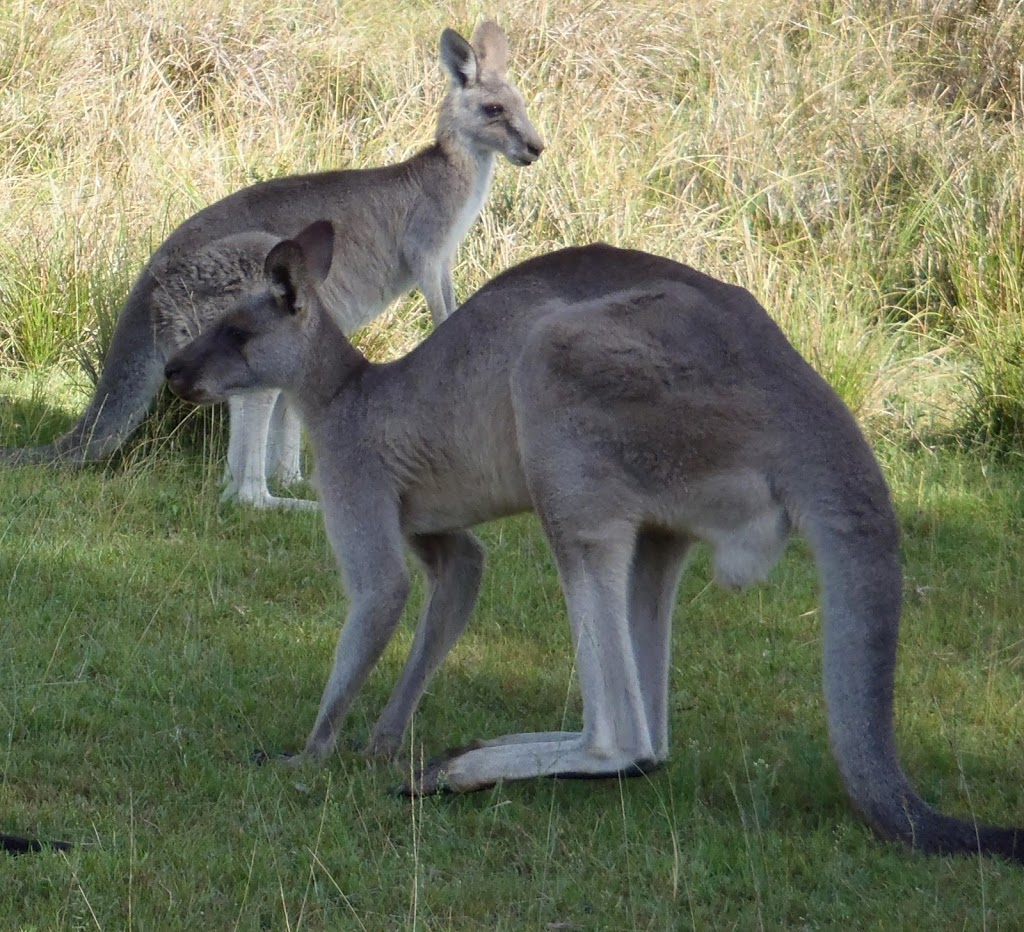 Bendethera Valley campground | Bendethera Camp Trail, Deua NSW 2537, Australia | Phone: (02) 4476 0800