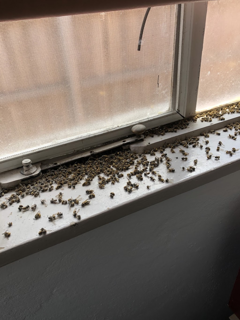 All In One Pest Control & Termites | Courtney Dr, Sunbury VIC 3429, Australia | Phone: 0423 053 726