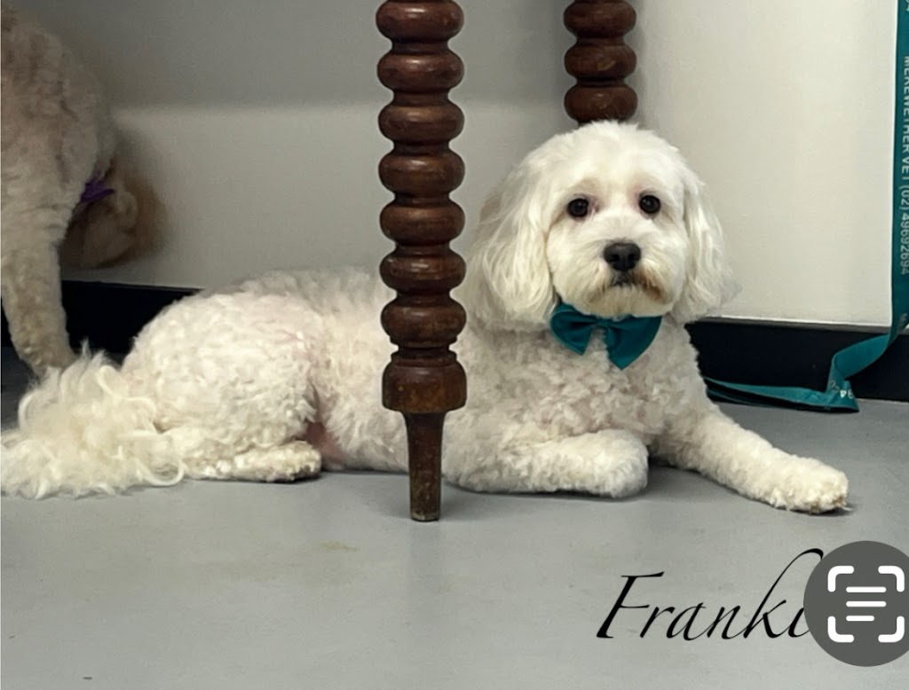 Dogs Lane Grooming Cooranbong | 43a Alton Rd, Cooranbong NSW 2265, Australia | Phone: 0421 763 307