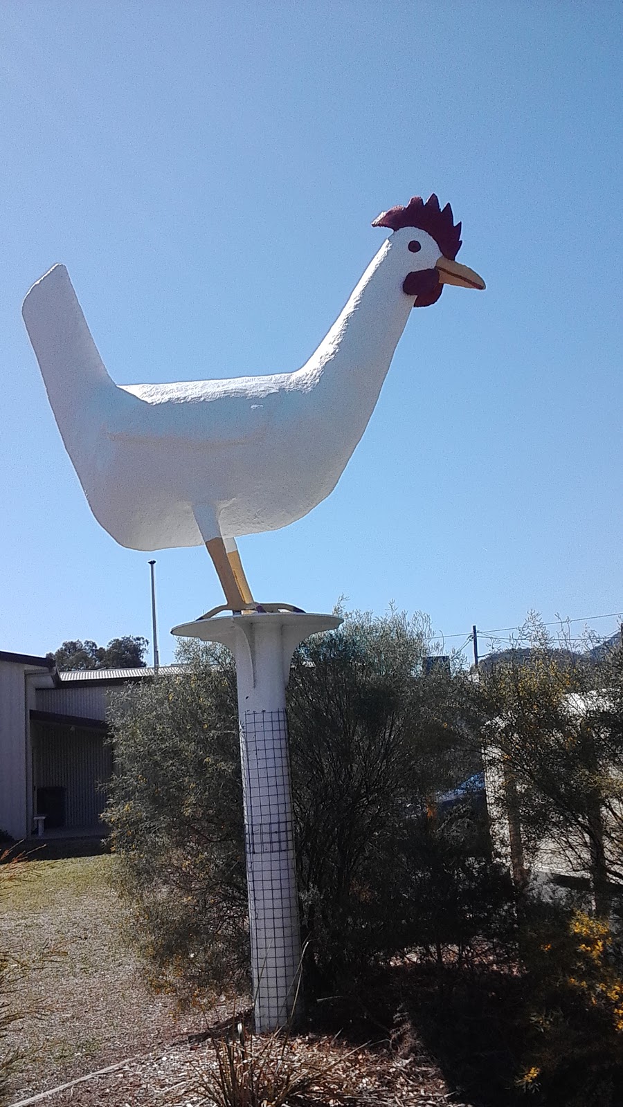 Big Chook | museum | 3 Park Ave, Moonbi NSW 2353, Australia