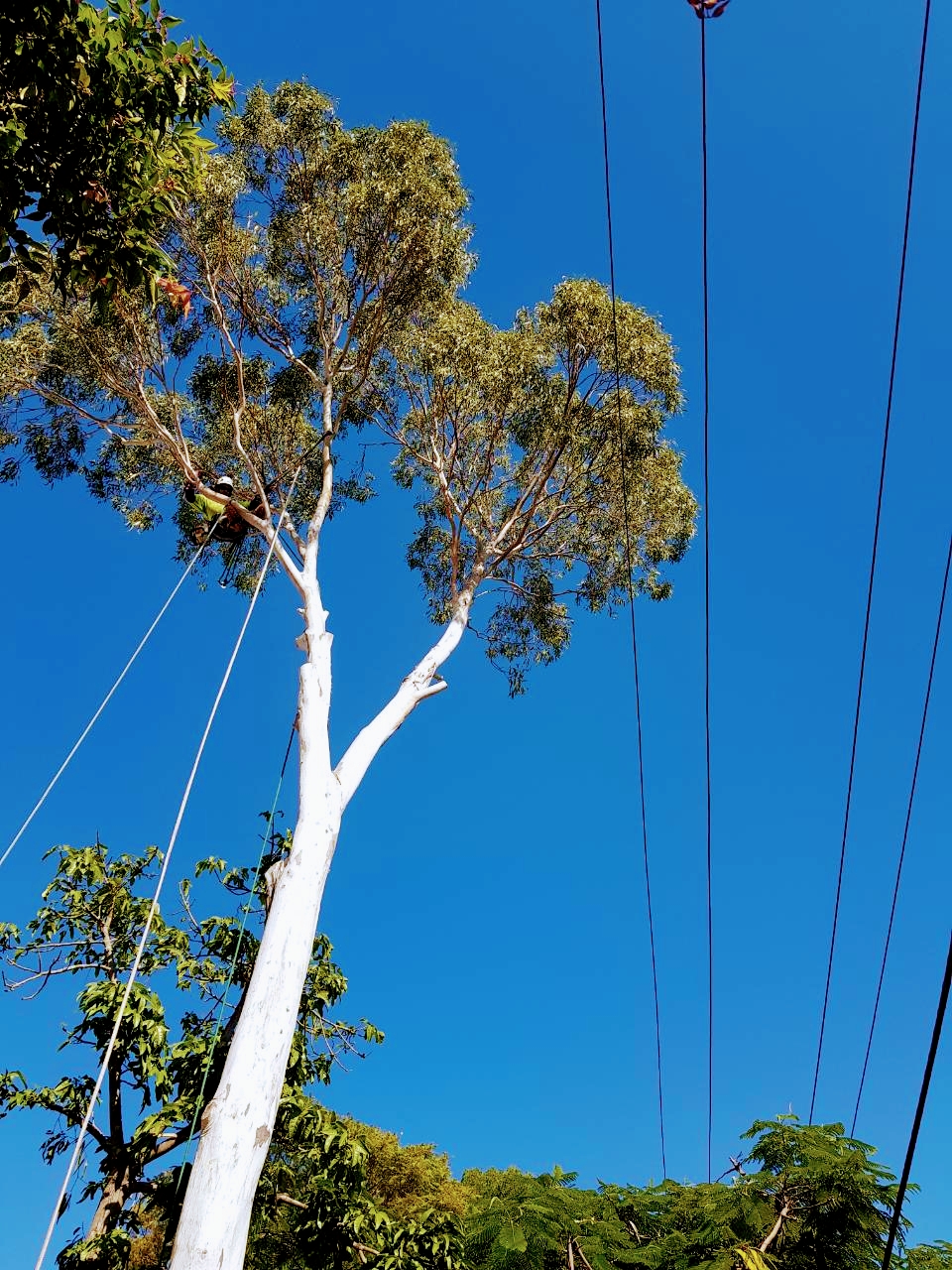 Redlands Tree Lopping, Capalaba Tree Pruning, Tree Removal, Stum | park | 23 Wentworth Dr, Capalaba QLD 4157, Australia | 0411956800 OR +61 411 956 800