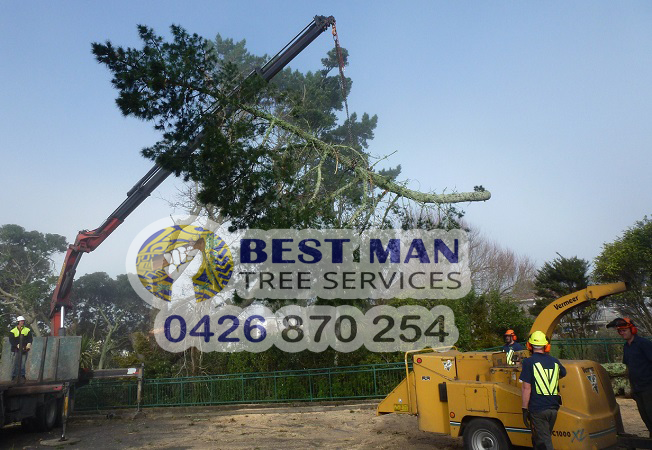 Best Man Tree Services | 3 Roscoe St, Kotara South NSW 2289, Australia | Phone: 0411 520 336