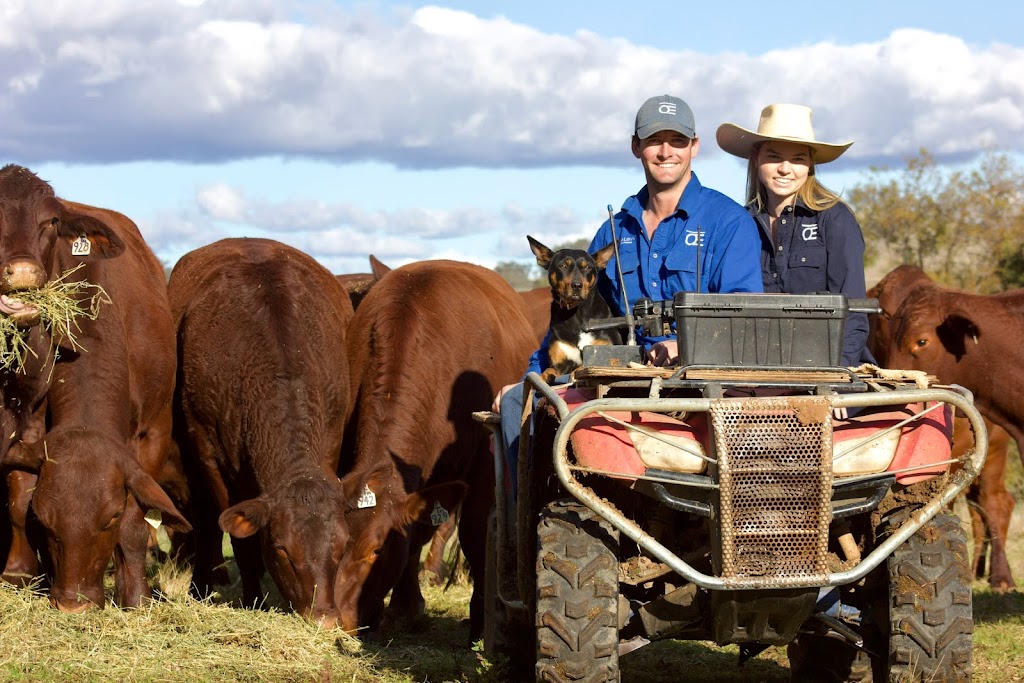 Glenalbyn Santa Gertrudis | 243 Twelve Mile Rd, Wuuluman NSW 2820, Australia | Phone: 0407 516 152