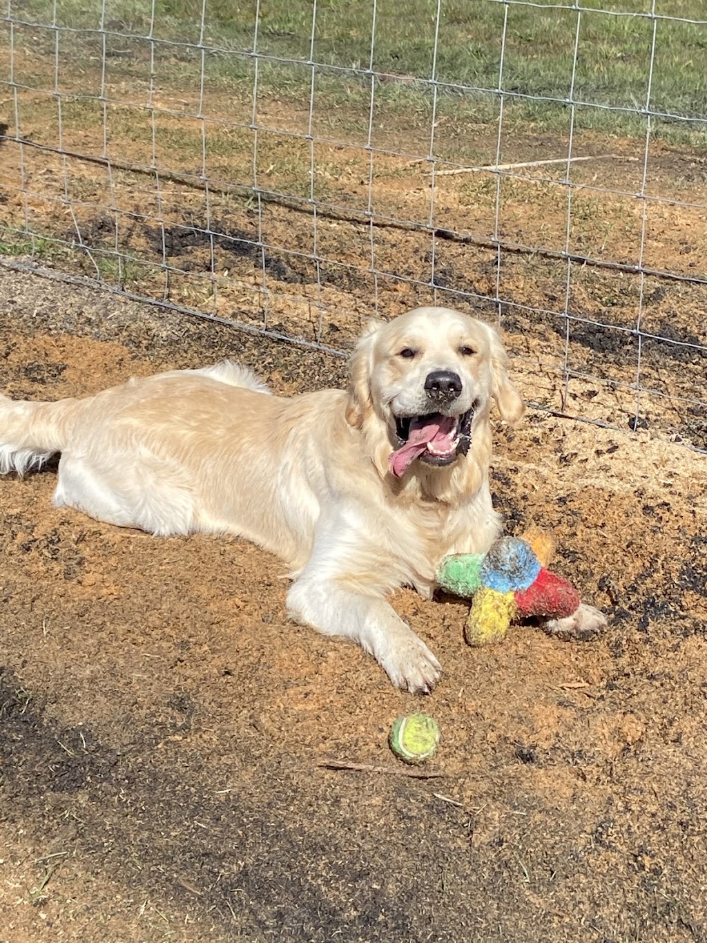 Homely Dog Boarding and Grooming | 35 Hjorts Rd, Loira TAS 7275, Australia | Phone: 0434 493 428